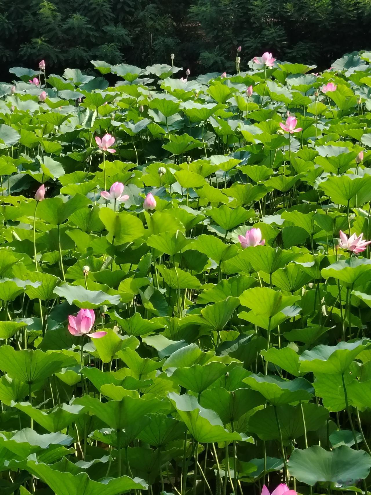 上联：晴光映柳千条绿
下联：细雨润荷万朵红