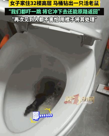 万万没想到！江苏丹阳，一女子正准备洗漱，却听见卫生间马桶里传来一阵异样的扑腾声。
