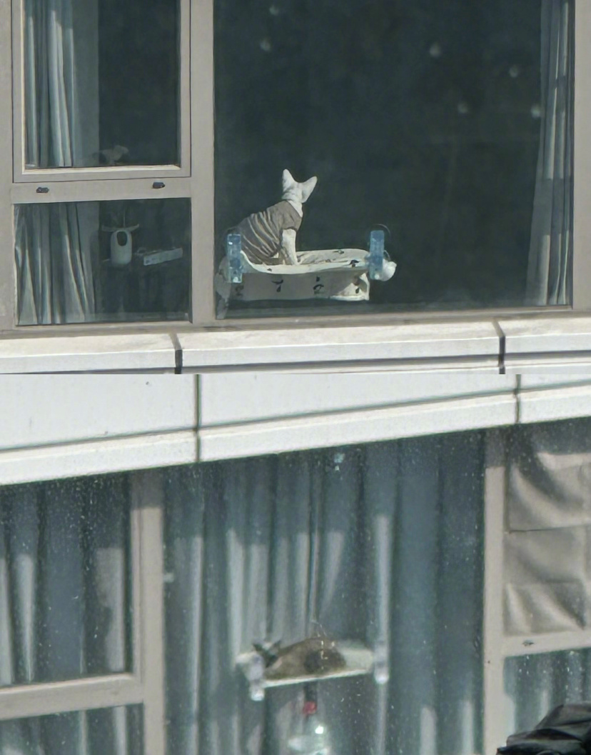 大城市已经实行一户一猫了嘛 