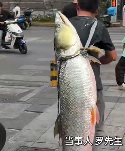 身上背着一条大鱼，在闹市穿梭。这是在沿街叫卖，还是在炫耀显摆？
前不久，重庆涪陵