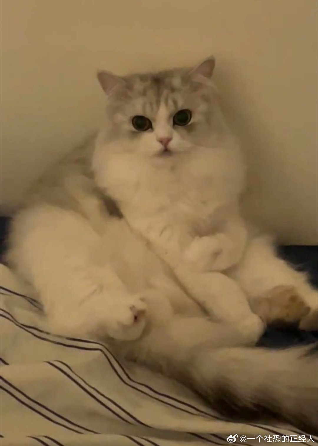 不丢可爱大眼萌丢😺 