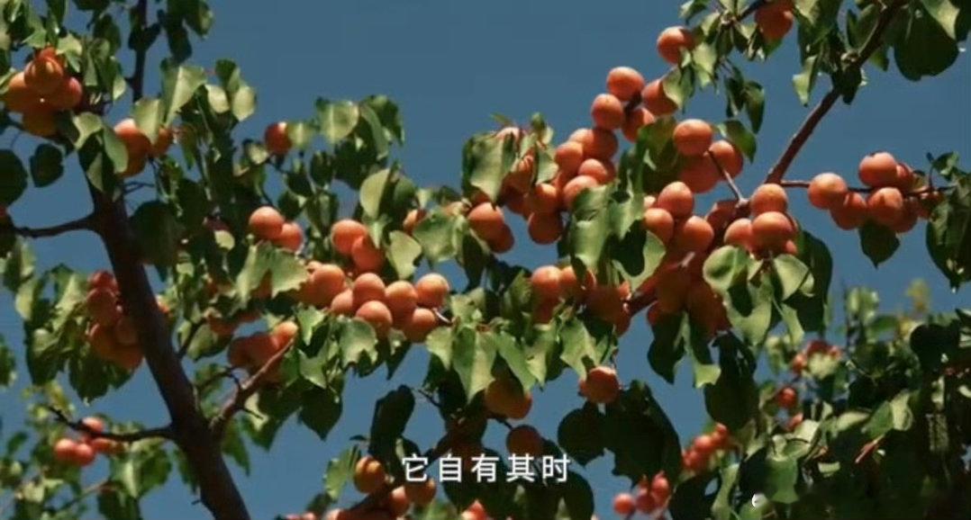 在福建解锁新疆地道甜杏福建人严选的吊干杏🤤谁能拒绝阳光晒出来的甜，福建严选新疆