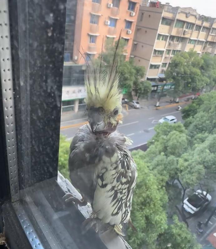 窗外有只怪鸟，脖子少毛，敲玻璃不走，叫声不断，我不敢开窗，求助：这是啥鸟？ ​​