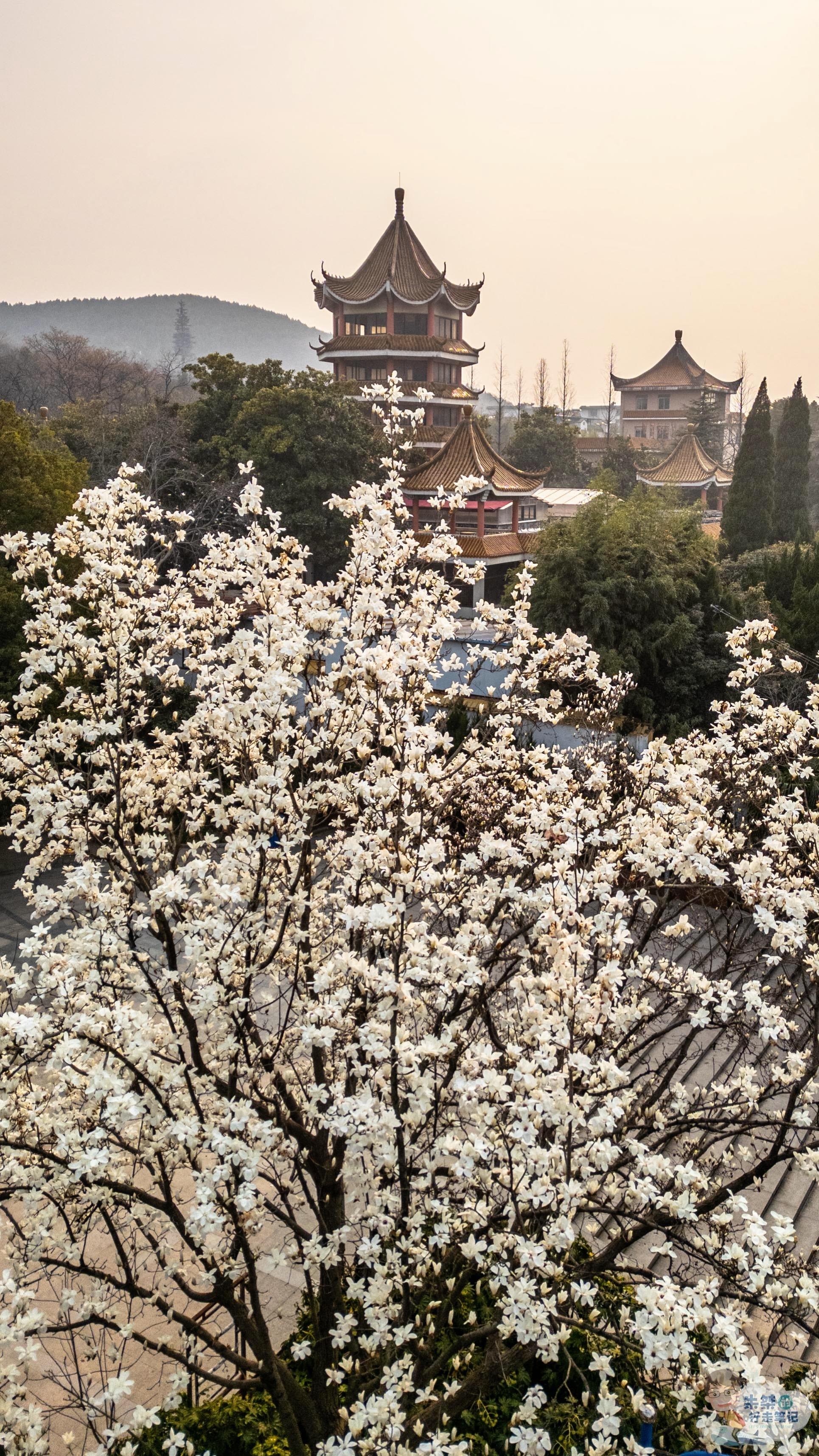 🌸是属于淮南的春和景明。    春和景明，淮南的浪漫是舜耕山给的！ ...