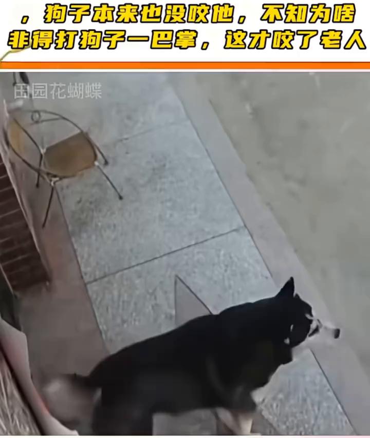 一位老人去摸墙边的狗，狗子本来也没咬他，不知为什么非得打狗子一巴掌，这才咬了老人