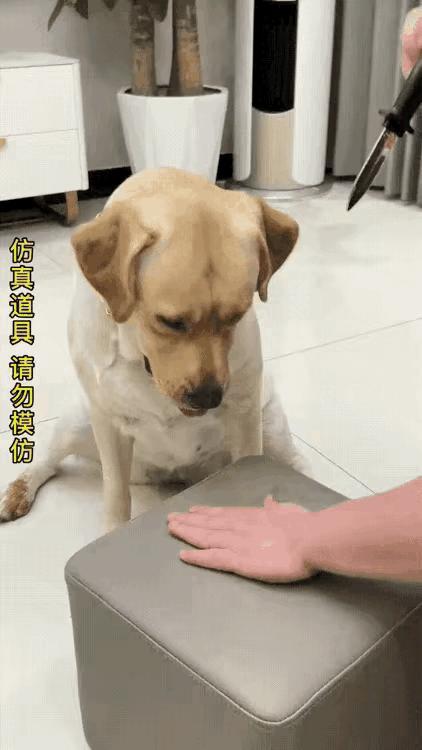 这狗狗也太聪明了吧！这点小把戏根本瞒不过它的火眼金睛，估计心里还在默默吐槽“就这