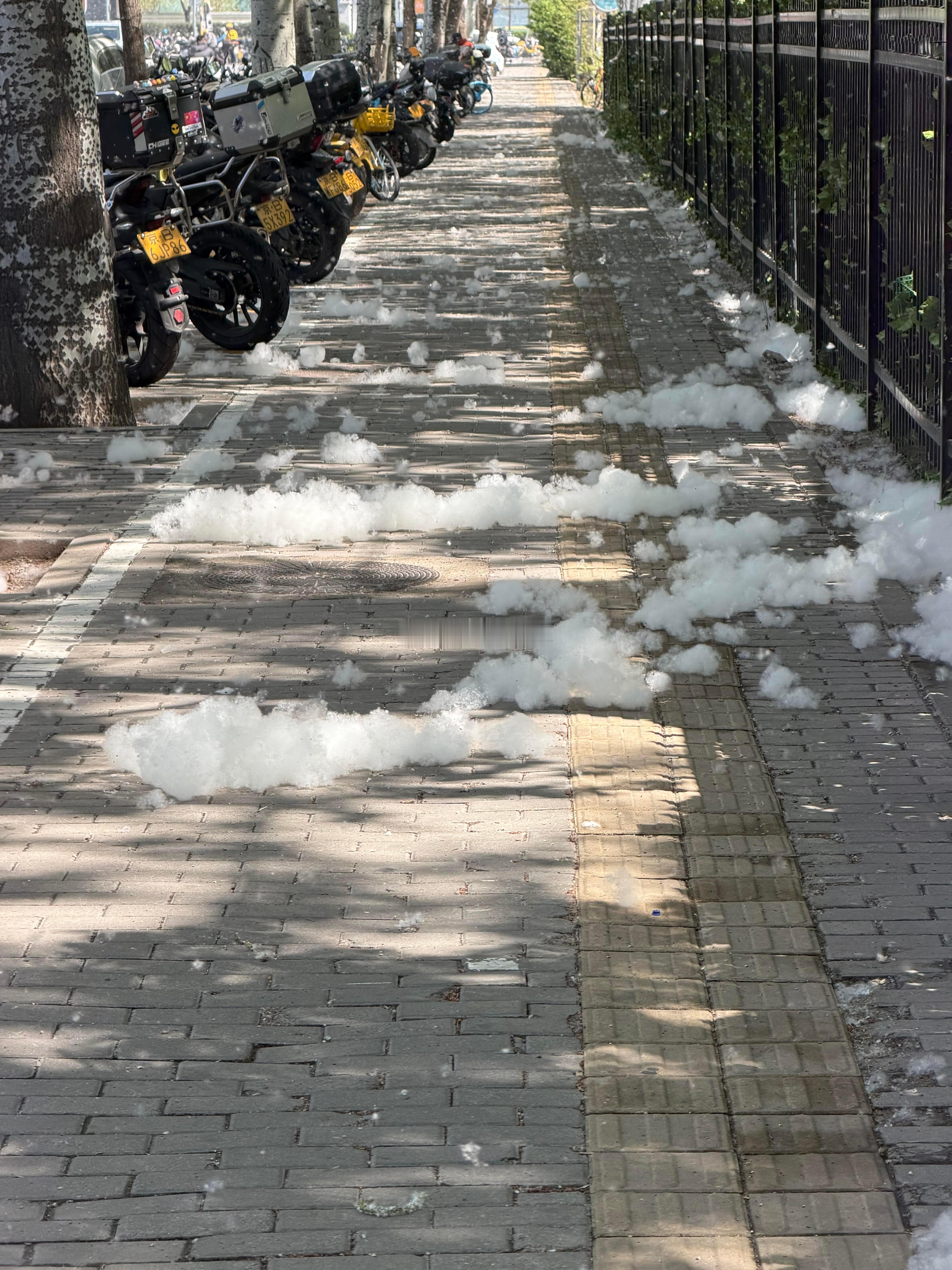 北京飞絮期要开始了谁能管管北京的柳絮? 