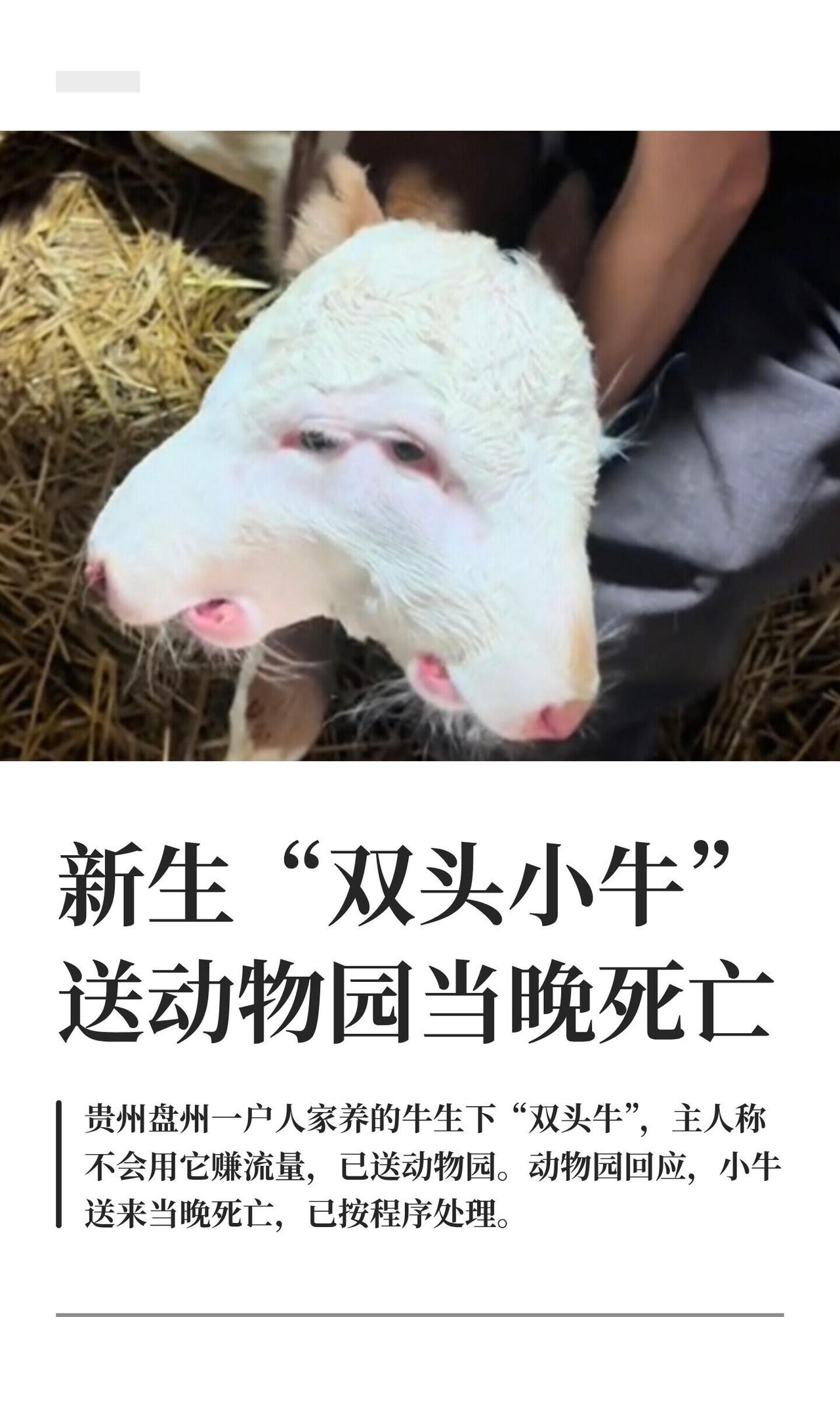 贵州盘州一户人家养的牛，生了个“双头牛”，一下冲上热搜。小牛俩脑袋，站都站不稳，
