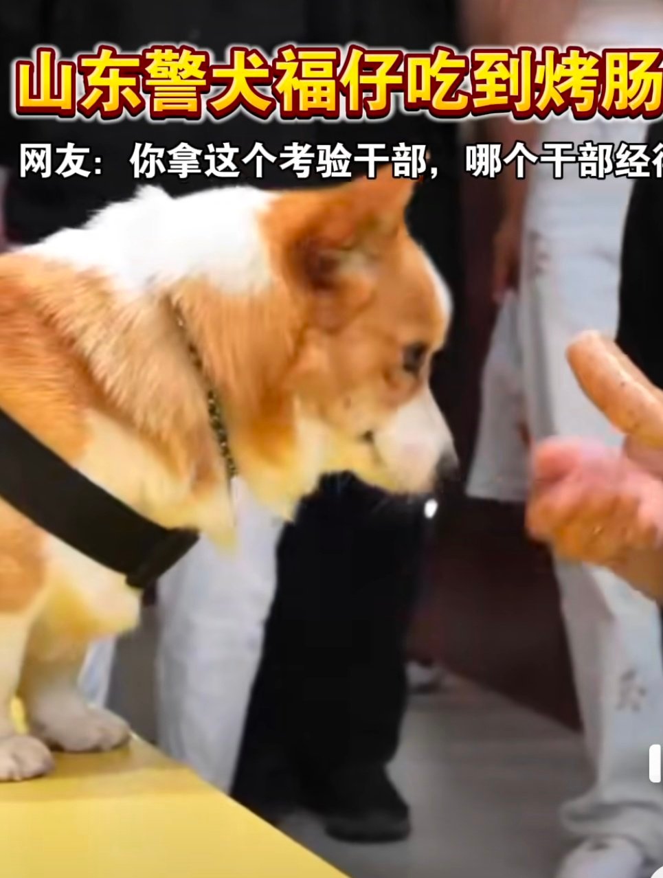 山东警犬柯基福仔再遇烤肠诱惑 福仔再一次遇到烤肠的诱惑的时候，也真的是很可爱的呀