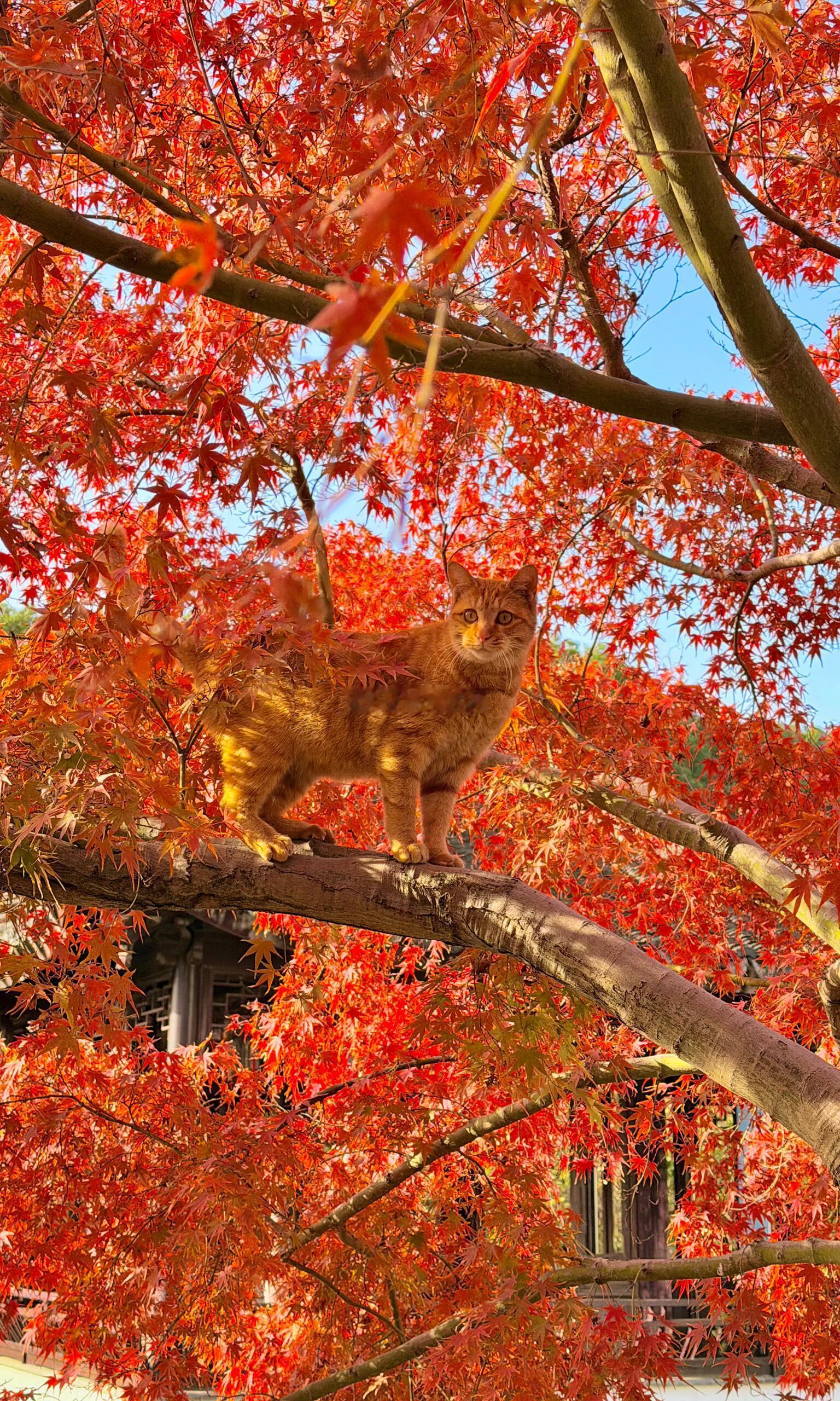 苏州红枫浓度已超标今天虎丘杀疯了！！！！！！！！！！！！！！！ 