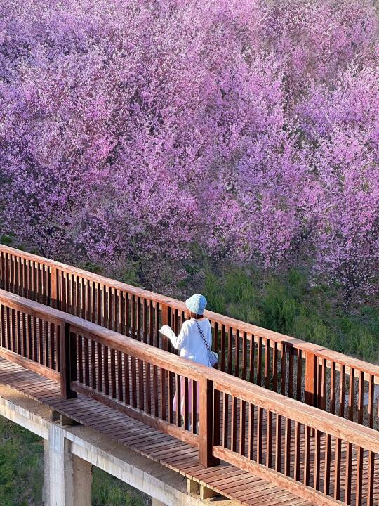 大连｜快来拍📸满山的樱花林简直封神了🌸