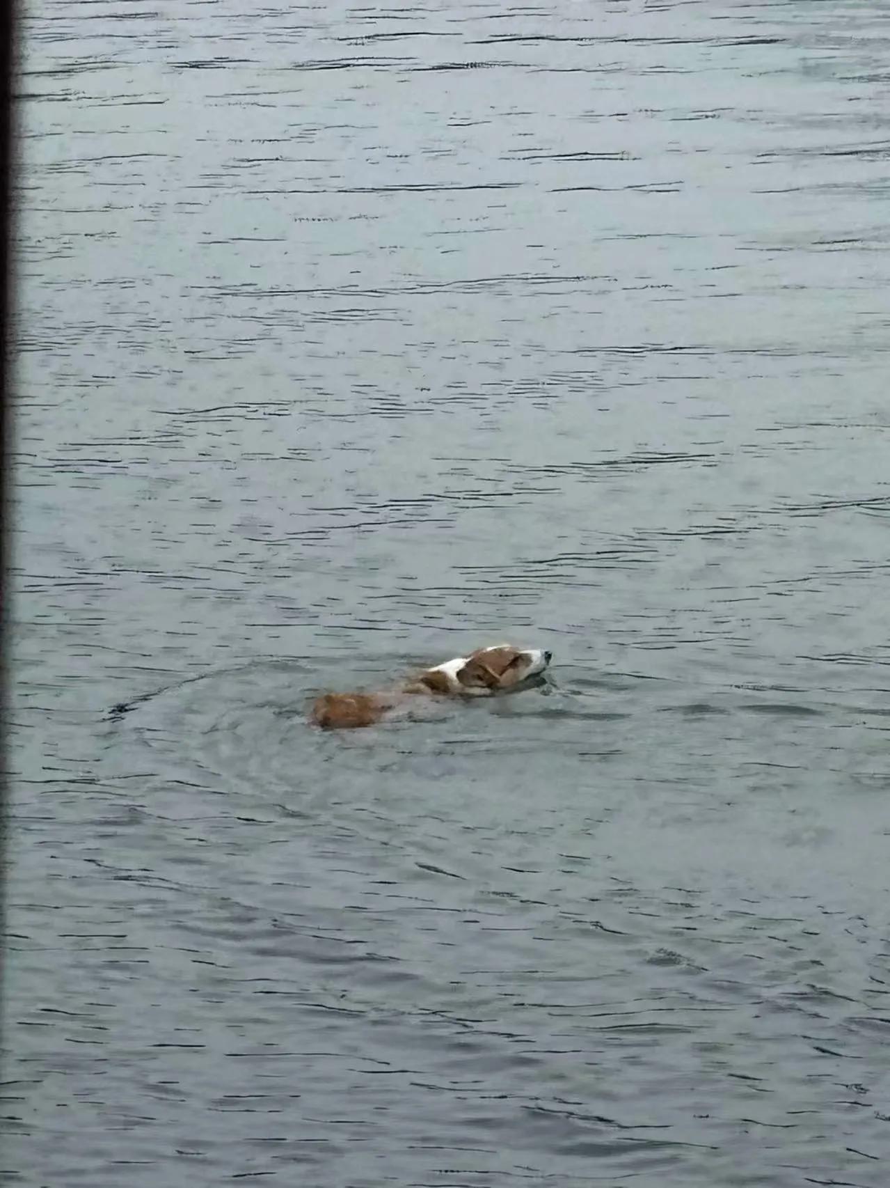 巴威神狗🐶记狗 
久有横渡长江意，狗胆总有包天时…