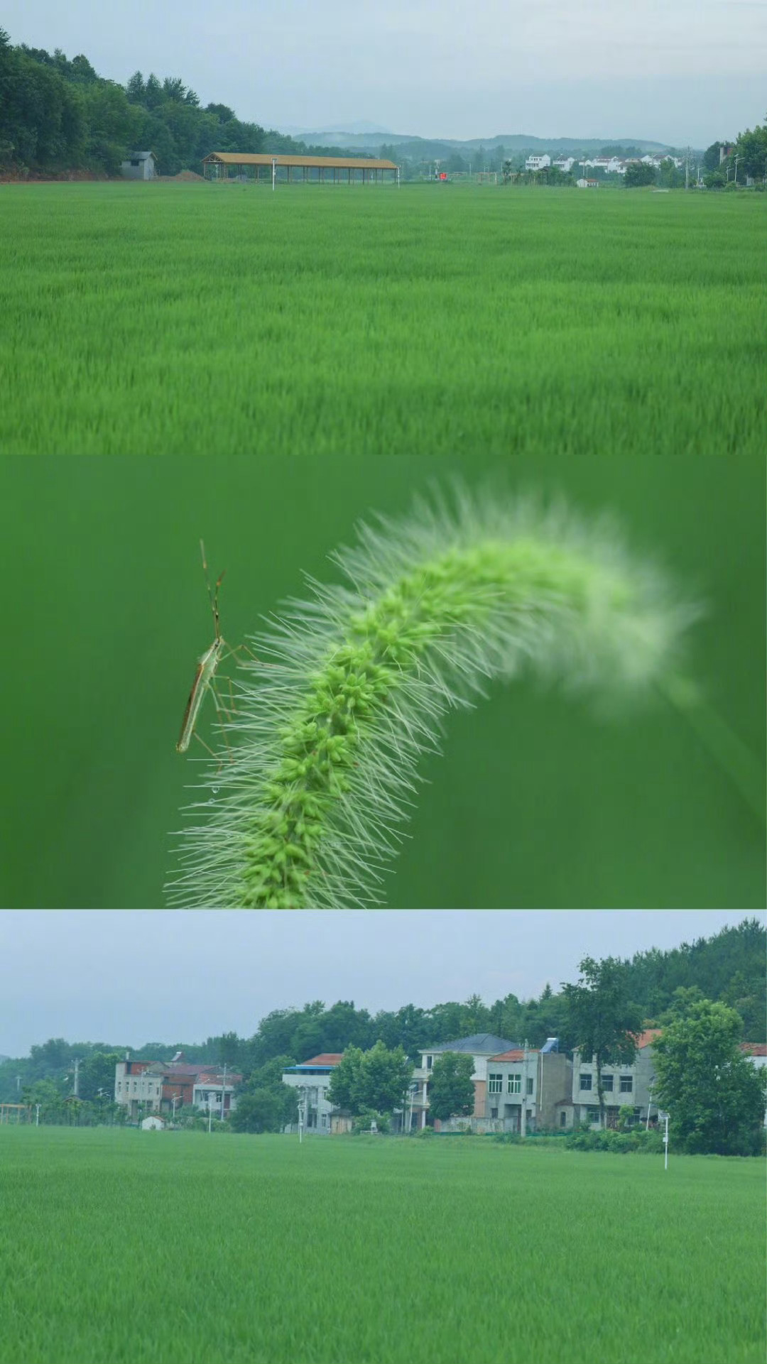 夏日小森林🌿 