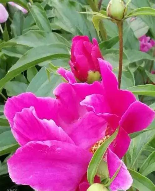 晒晒你随手一拍的花朵随手拍～