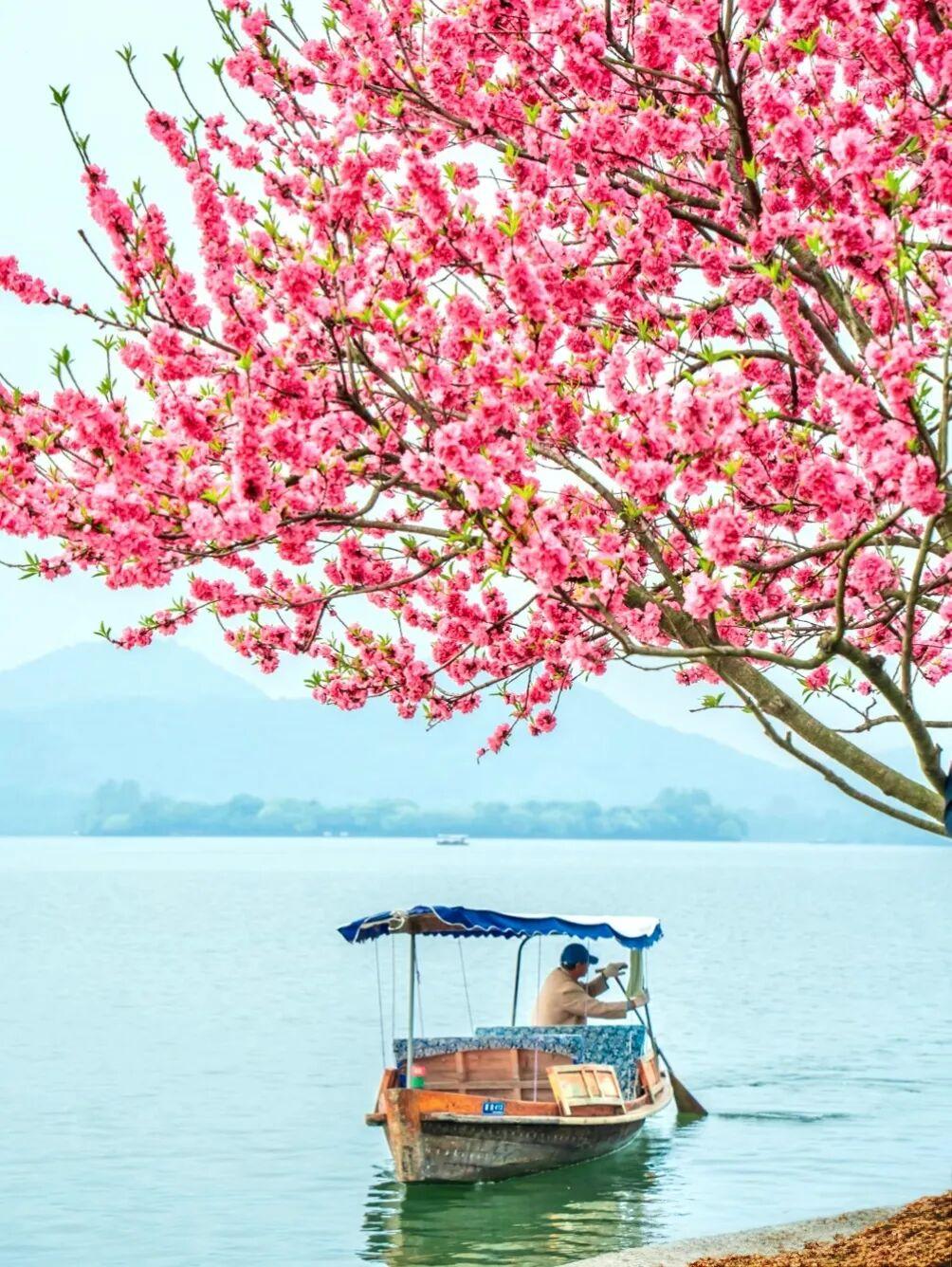 晒出你的本地生活阳春三月去我们浙江杭州西湖玩玩吧，那一株杨柳一株桃的苏堤春晓，桃