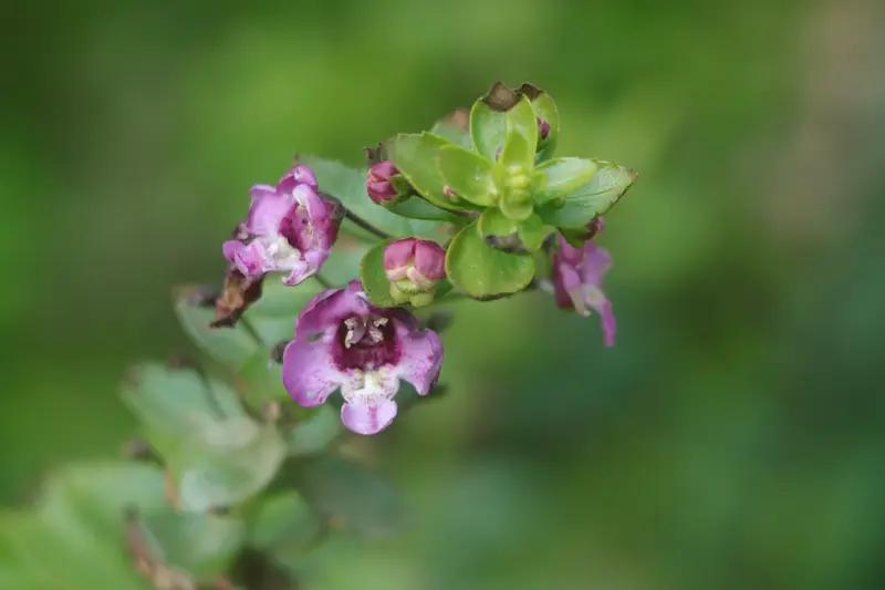 乾隆最疼的儿子永琪，年仅25岁就早逝了。关于他得的什么病，史料记载是附骨疽。
永