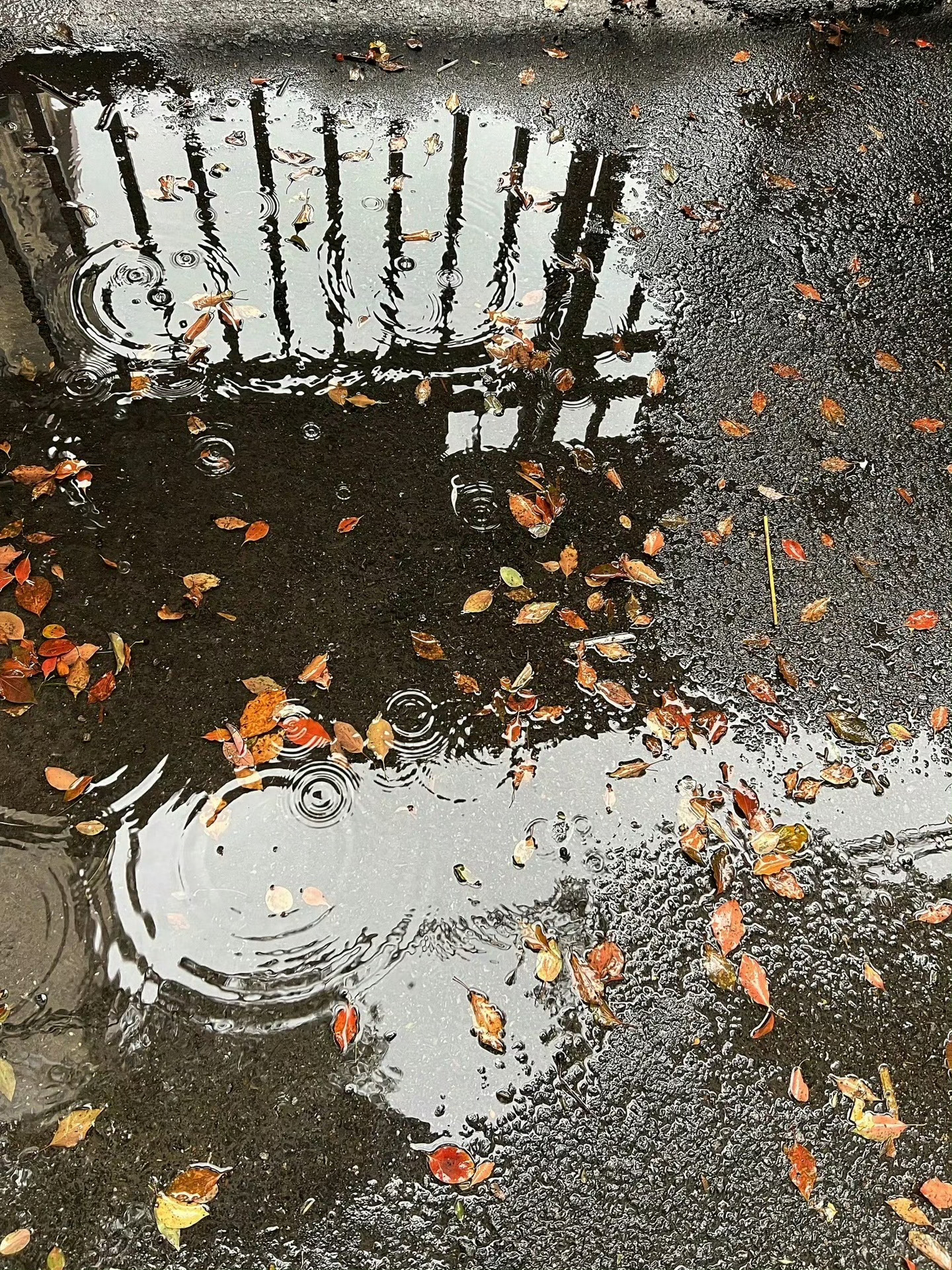 秋雨不问梧桐意🍁 ​​​