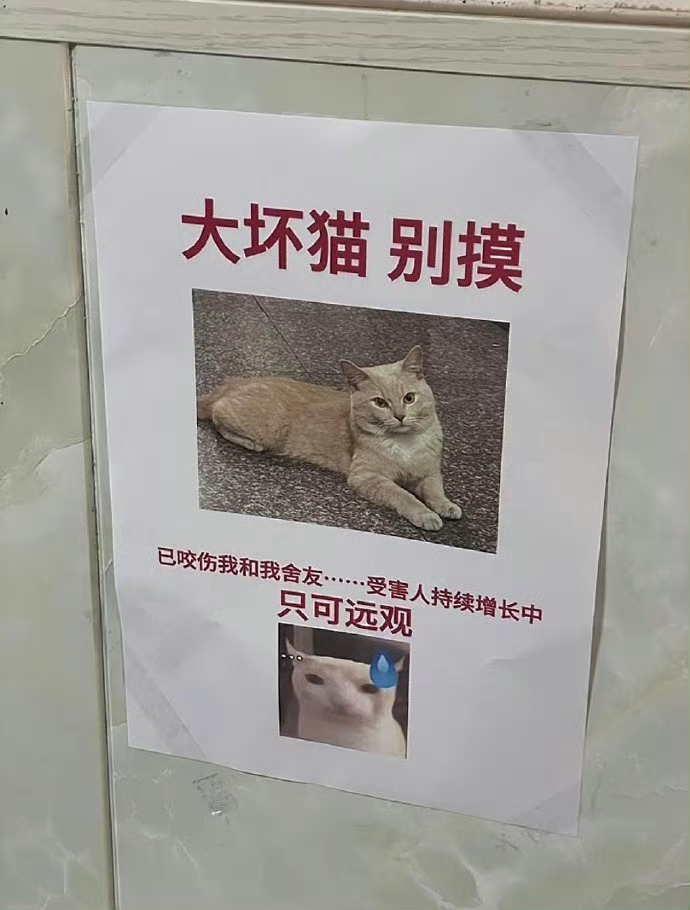 还好不识字，不然整个宿舍楼都遭殃嫌疑猫正在看自己的通缉令爆笑段子研究所