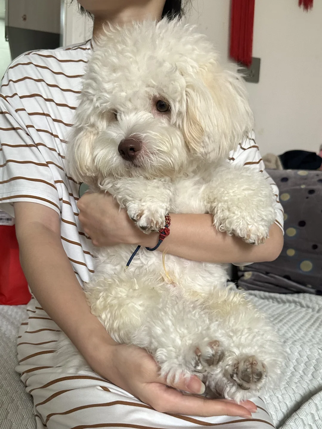 怎么会有这么可爱的小狗！