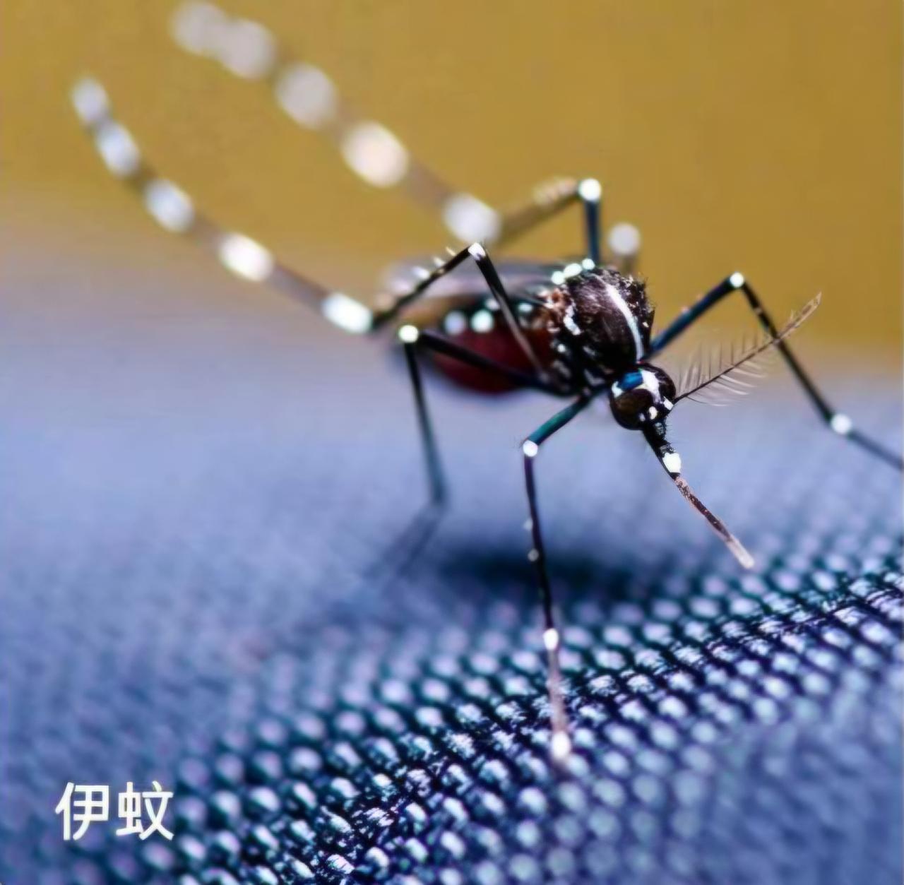 王铎：为什么咱们青岛，近几年，看不见花脚子了？有人说是打药打的，我不大信。