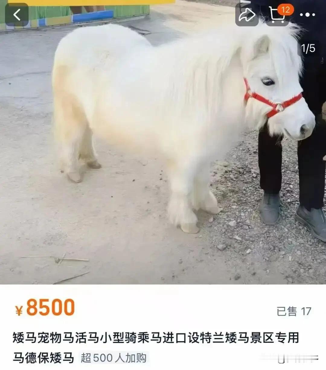 马年马到成功！年关，小矮马忽然火了起来，好多网友买了小矮马，有大几万买的搞租赁，