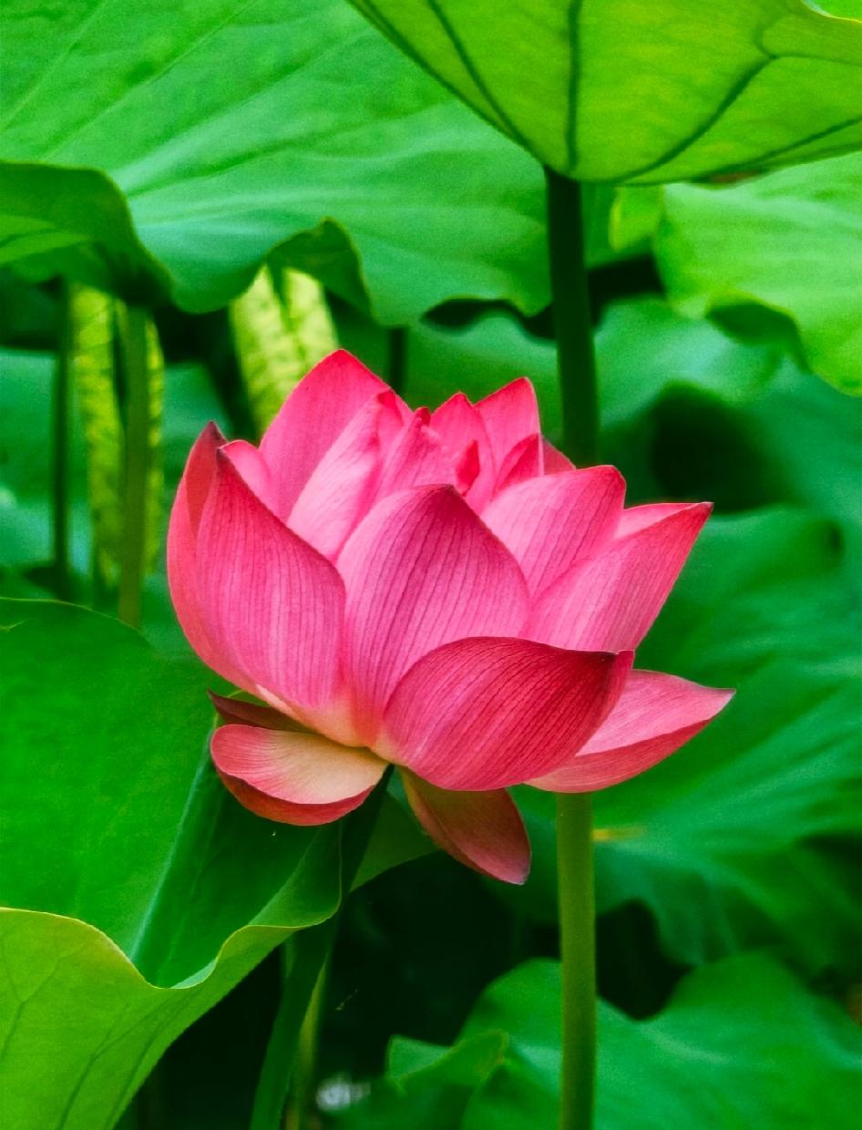人最好的状态：不贵不吵不慌
 
总有人纠结怎么提升气场、招人喜欢，其实不用刻意装
