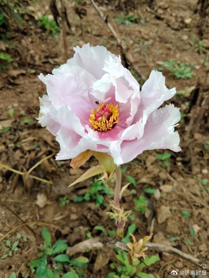 【#菏泽牡丹秋天又开花了#】俗话说“谷雨看牡丹”，牡丹大多春季盛放。眼下，曹州牡