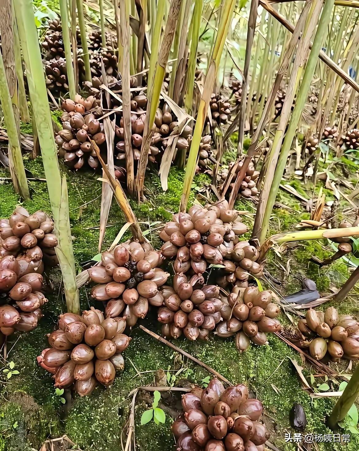 今天在网上见到一种植物，不知道叫什么名字，他结果子形状跟猕猴桃的样子差不多。颜色