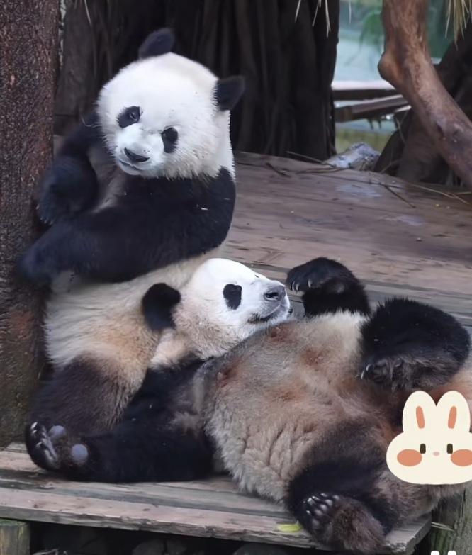 好奇很可爱，有时候童心未泯的它很喜欢跟女儿三妹撒撒娇，看，它四仰八叉挨着三妹躺在