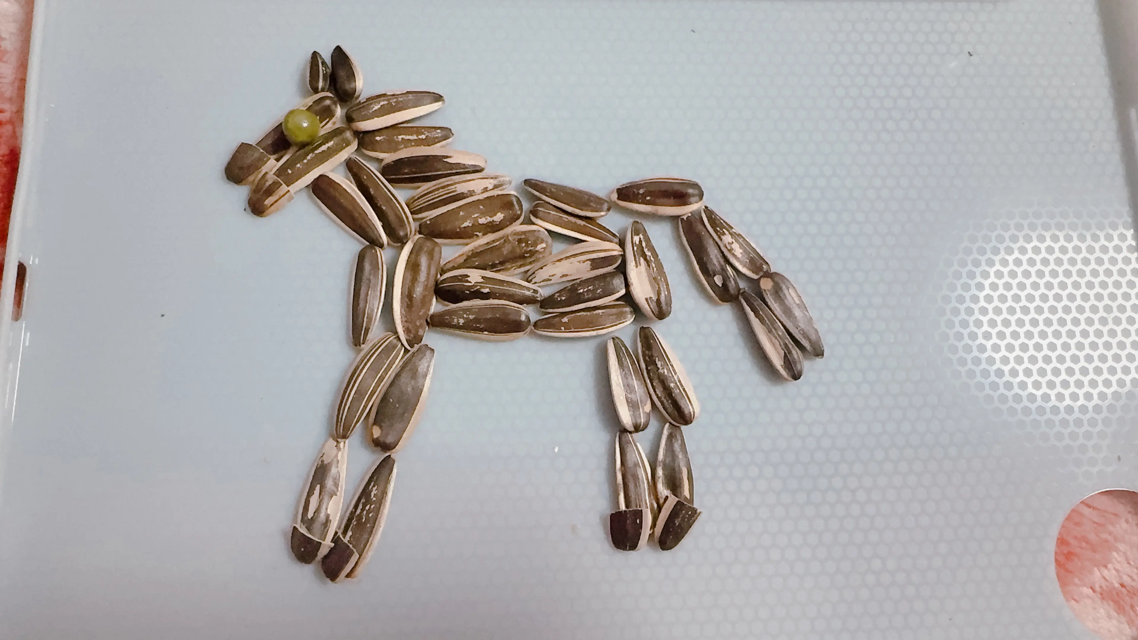 是骡子是马🐎出来溜溜～