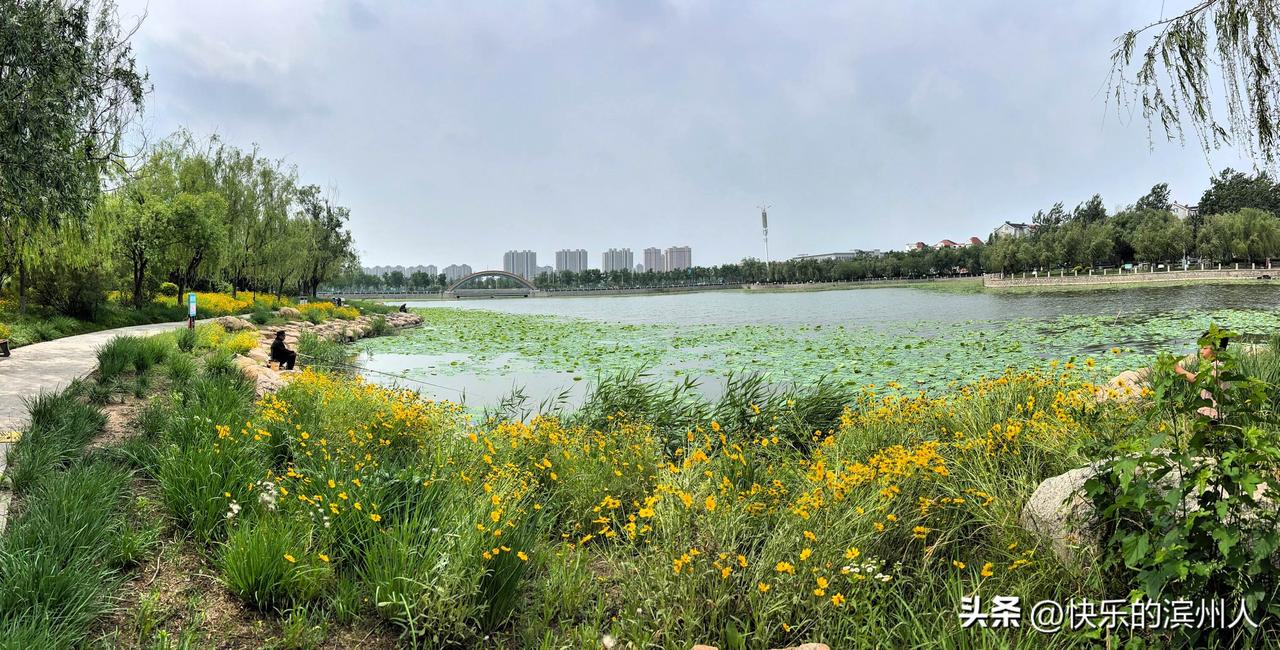 每次拍山东滨州彩虹湖都是从外往里拍，今天去了彩虹湖中心的小岛上，从里面往四周拍看