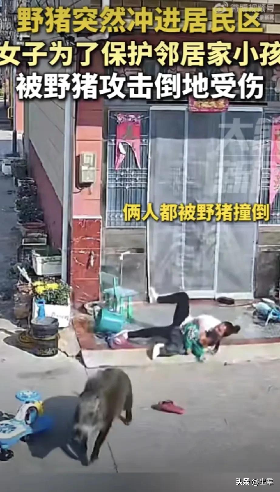不光是很多农村人进城上班买房，连野猪也不甘在山林寂寞，跟着来居民区来瞧瞧，都有些