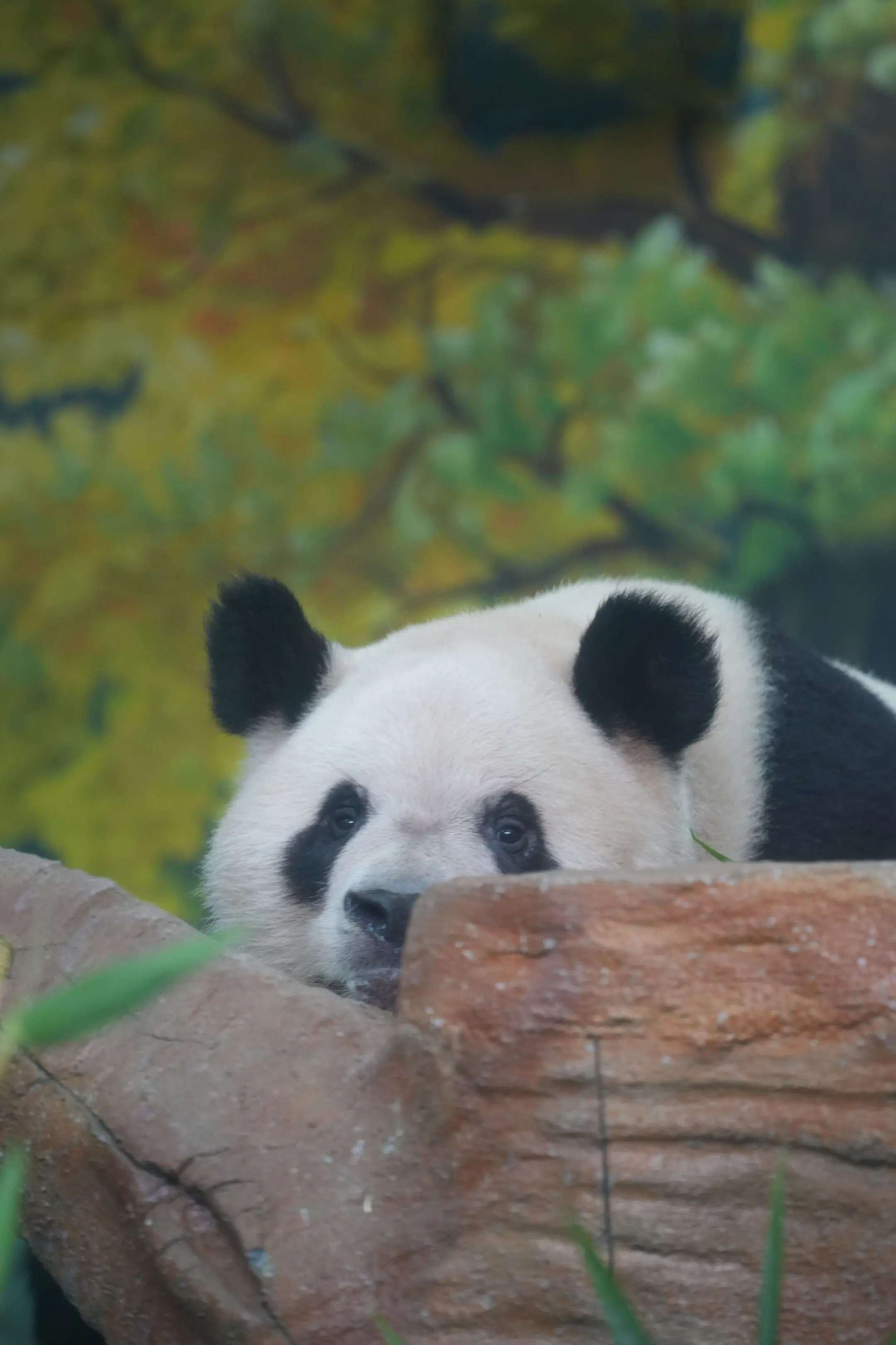 久久:黑妈蹲我，是为了拍黑照吗？