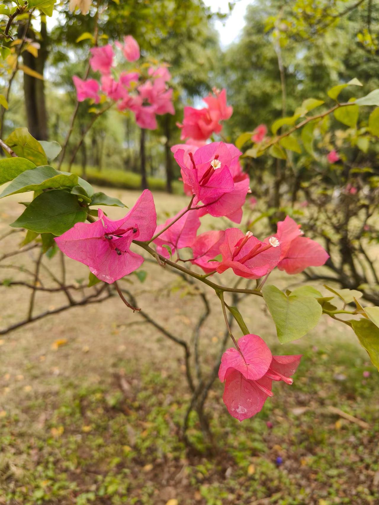 4月1日起严查！不系安全带直接罚！后排乘客也跑不掉！

家人们，重要提醒！
多地