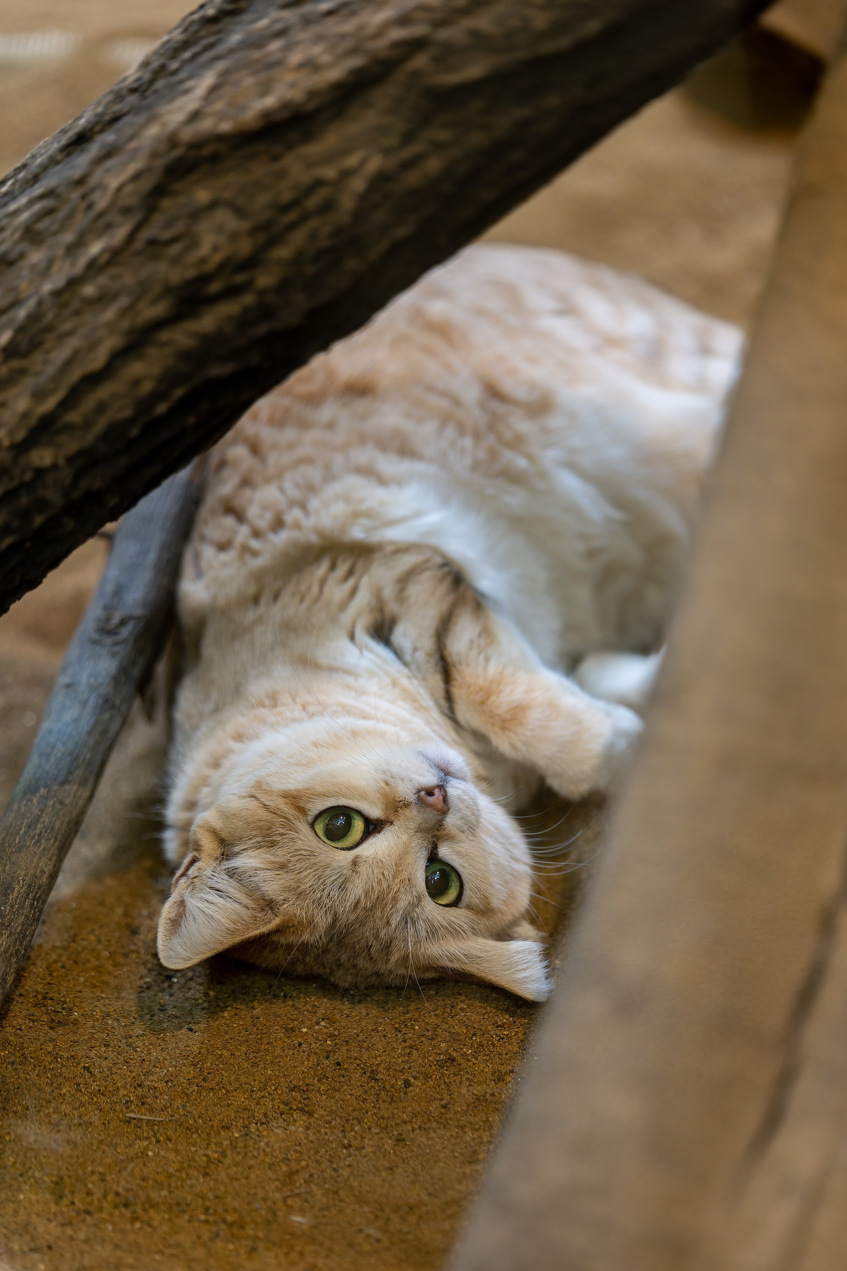 猫宁呀~~各种猫猫祝您早安~【推：vanity_temple】 