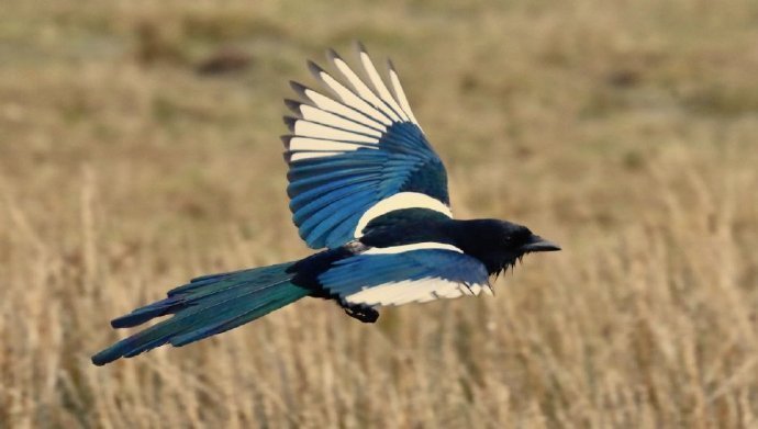 喜鹊，展翅见喜~祝你万事胜意~ 