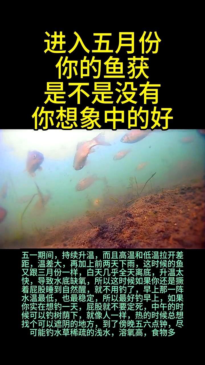 五月天，坐一天都钓不到鱼？别急着怪自己。

这天一热，水底跟蒸桑拿似的，鱼都憋得