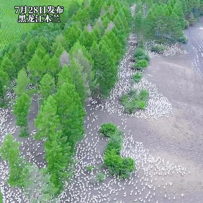 黑龙江，一男子嫌打工挣钱慢，于是承包林地一次养下13万只大鹅，按每只150元计算