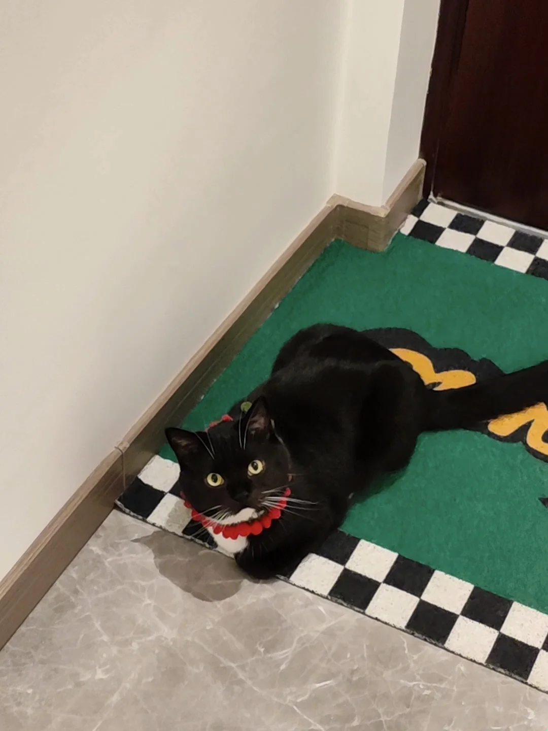 这个颜色和奶牛猫还挺搭的哈