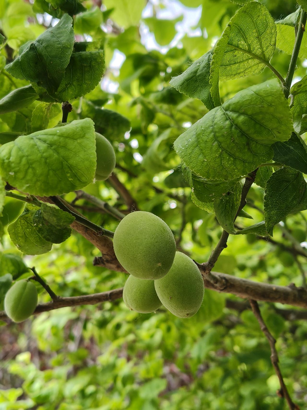 城墙根下的青梅