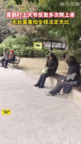 喜鹊头上飞，好事一大堆！一只喜鹊一直往大爷的头上飞，被赶下去，又飞上来，气的大爷