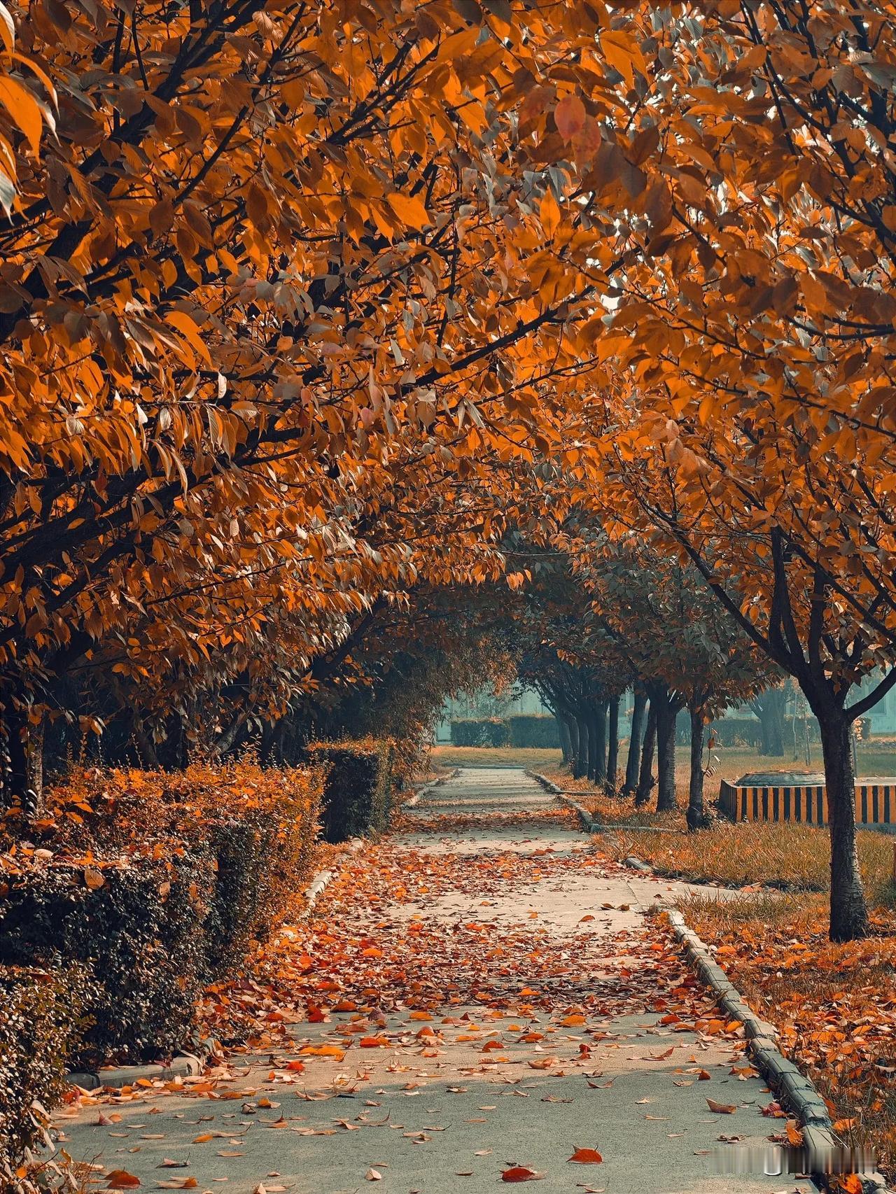 大美西安，深秋的景色如画，你看到了吗？西安城市的美景 西安同城秋已近 西安美景图