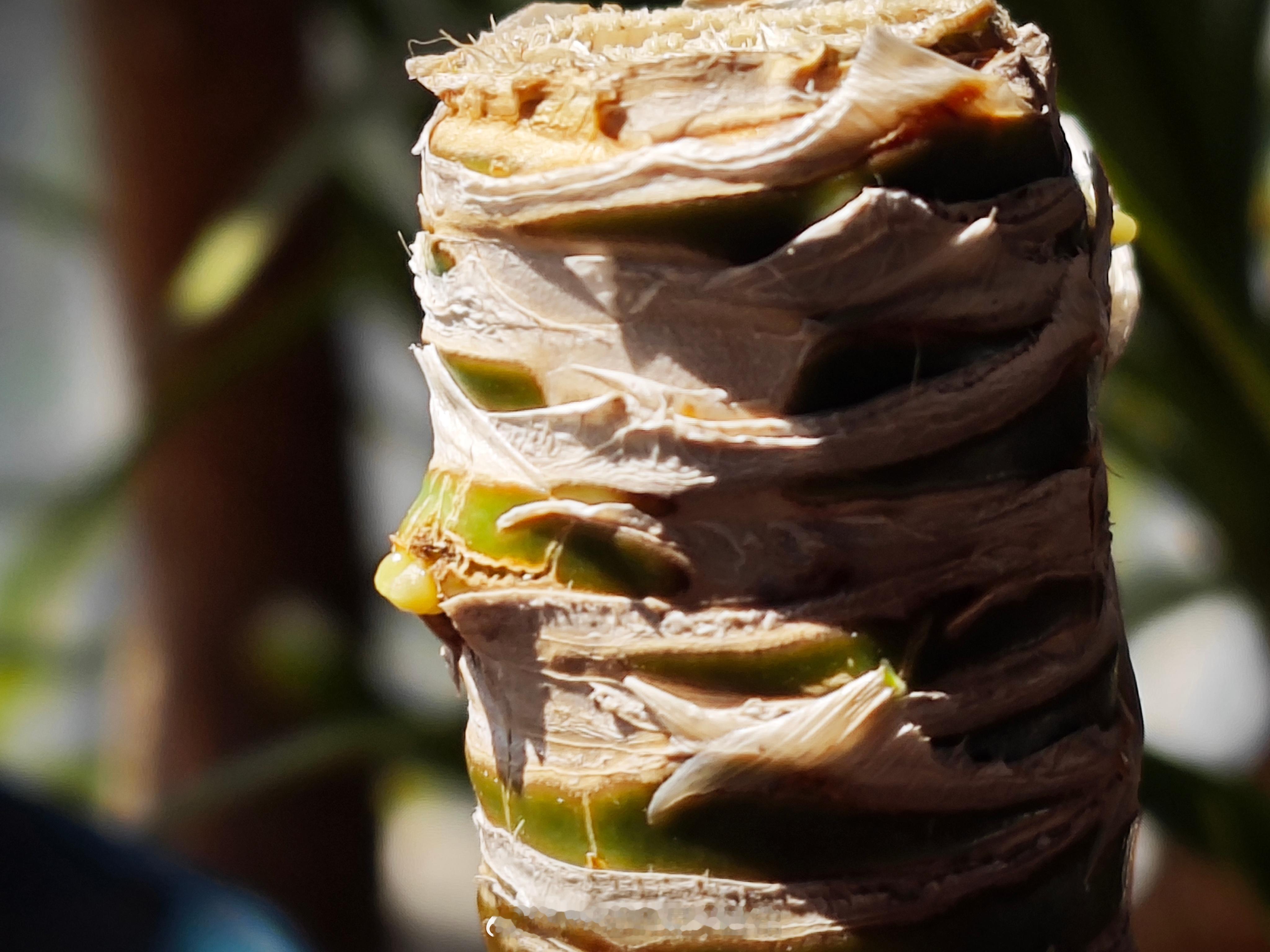 还好没有放弃啊，总算是有点希望了！绿植