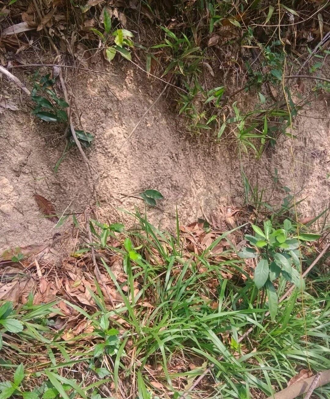 微风不燥，这个天气和同事上山挖竹笋其实是一件很快乐的事情，我要防止有爬行动物，我