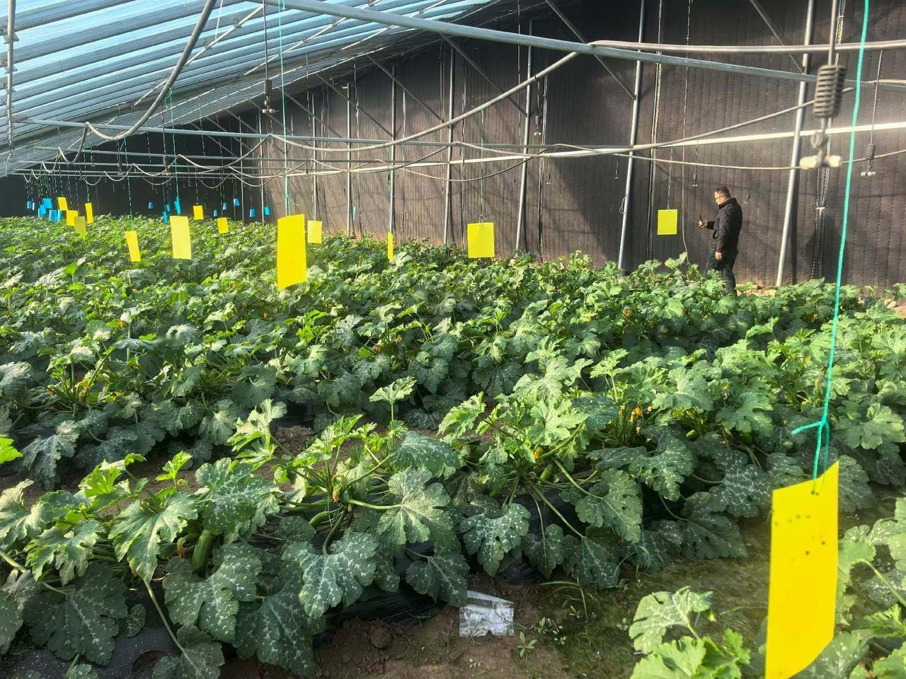 记录我的2026西葫芦，西葫芦～