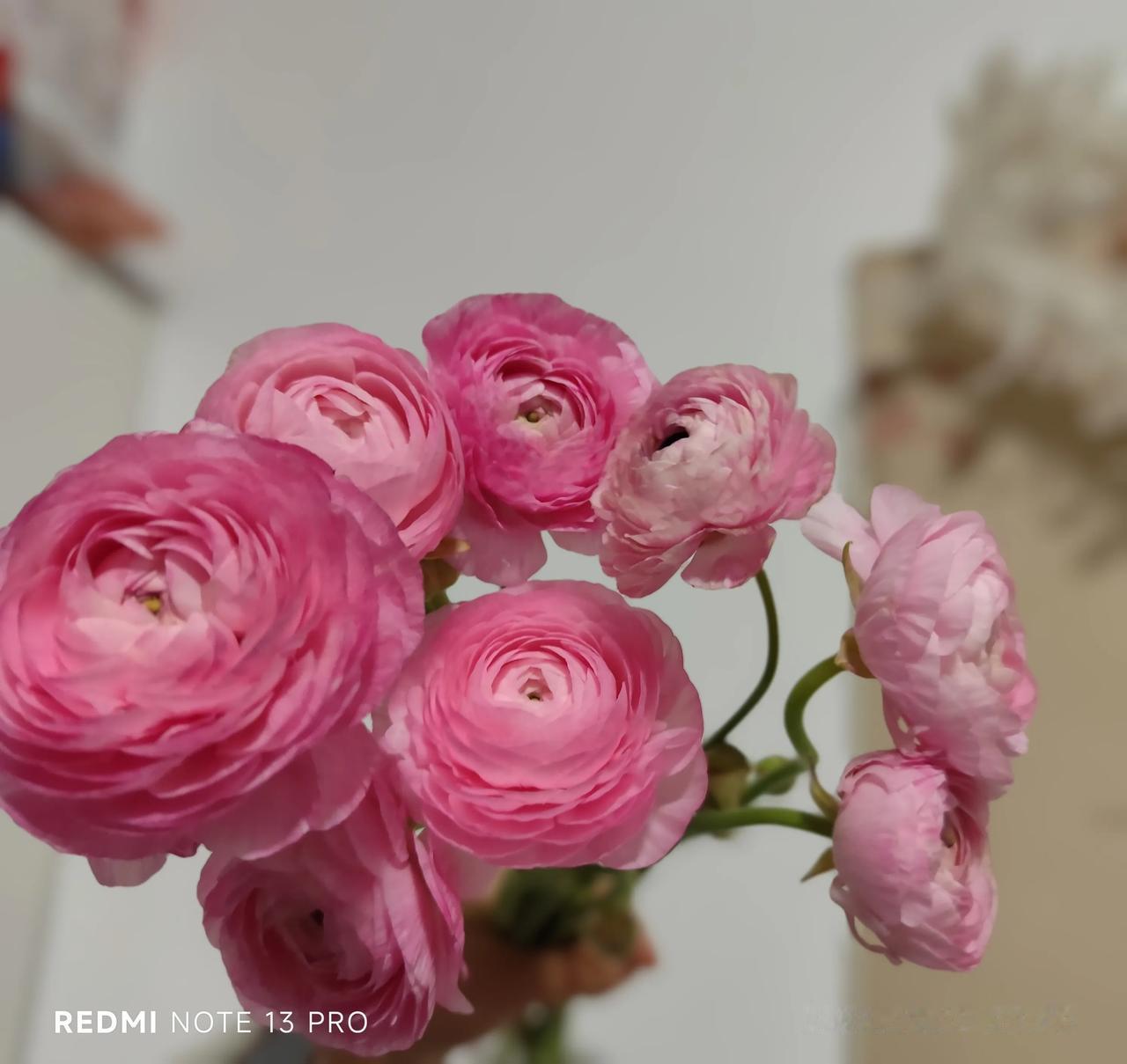 发出你们手机里最美的花朵照片三月，是洋牡丹盛开的季节，粉红色的温柔，让人心醉……