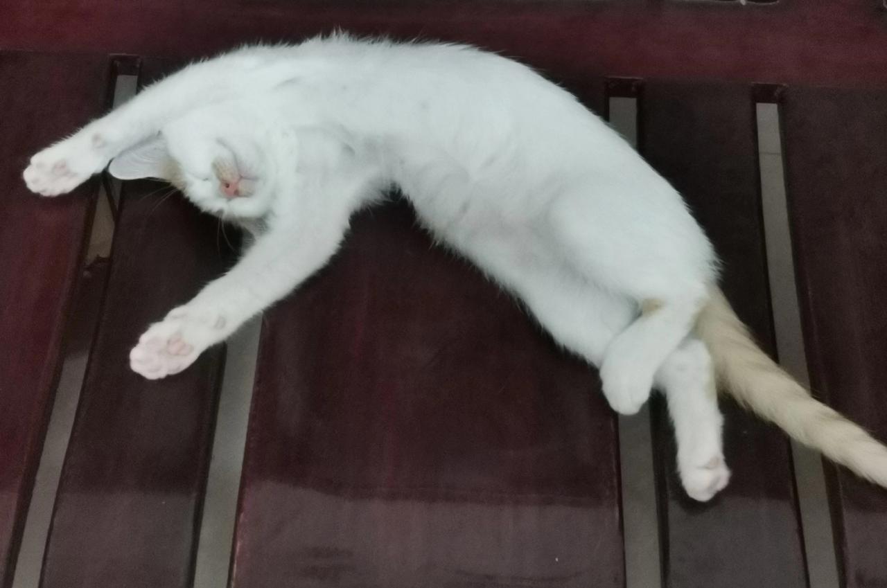 两只小猫有不同的性格，特点

橘猫包子清高，干净，胆小，小时候活泼，现在每天除了