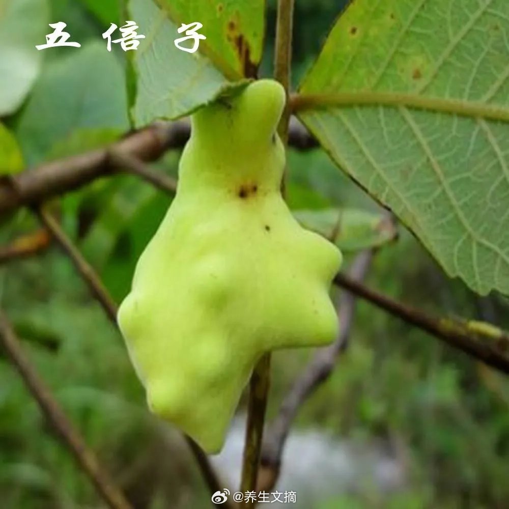 一个5味药的古方，煎水洗治痔疮！菊花外面肿了很大一个包。很痛，走路都不敢走。便便