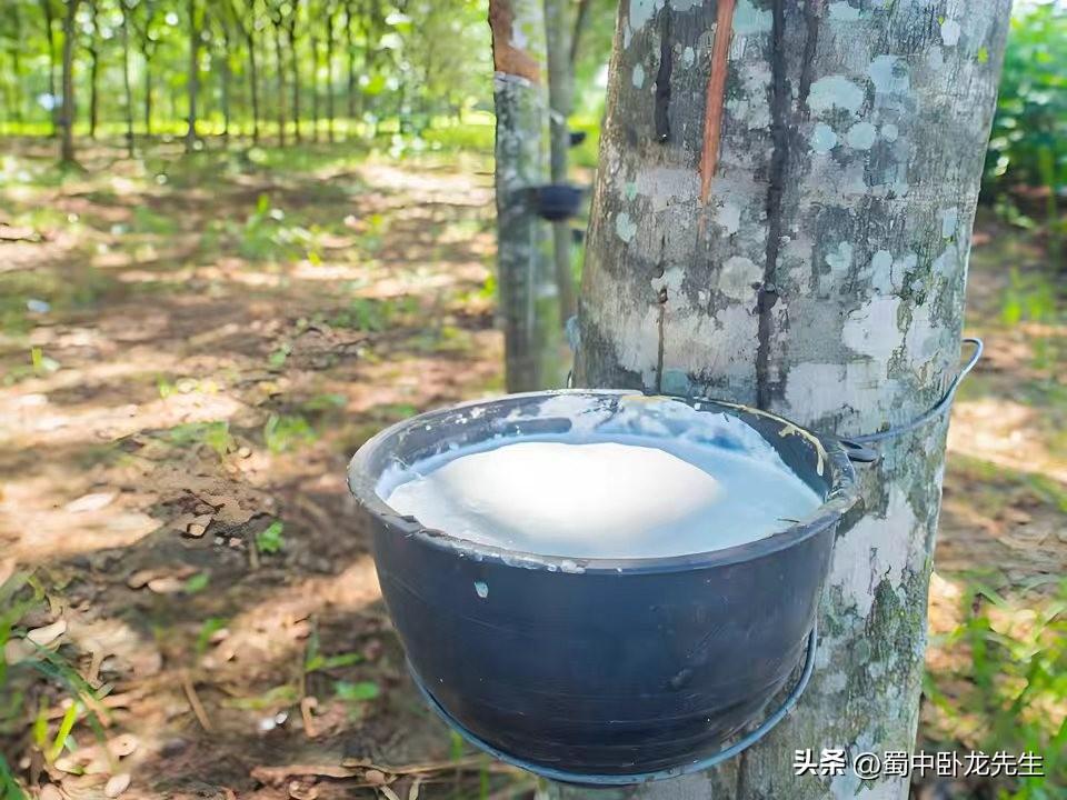 今天传来缅甸出口大量优质橡胶猛赚外汇且中国是最大进口国的最新消息。缅甸东南部的孟