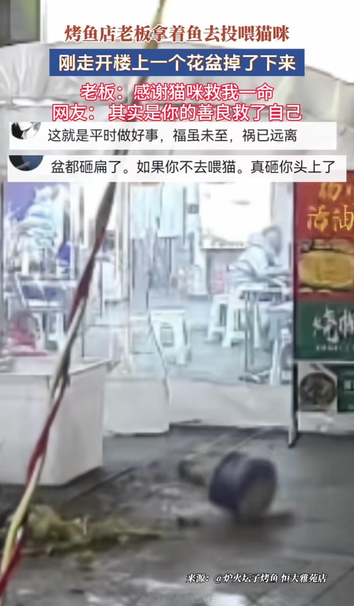 烤鱼店老板投喂流浪猫躲过一劫博主活着是博主善良运气好，但必须报警，追究是谁家花盆